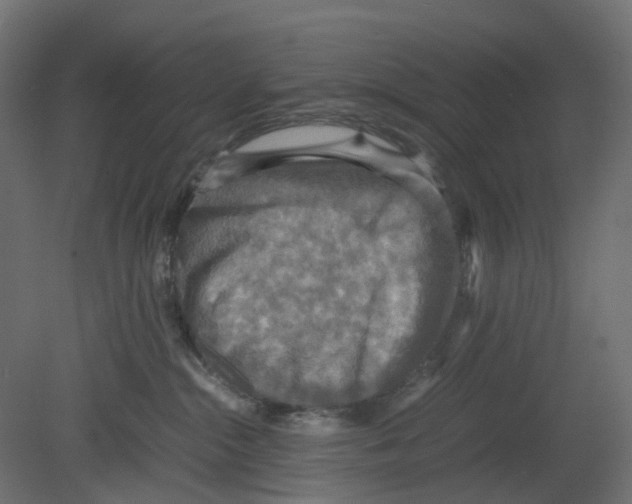 X0000080660284200701121614