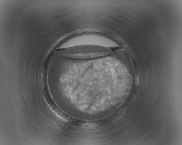 X0000080660444200701121610