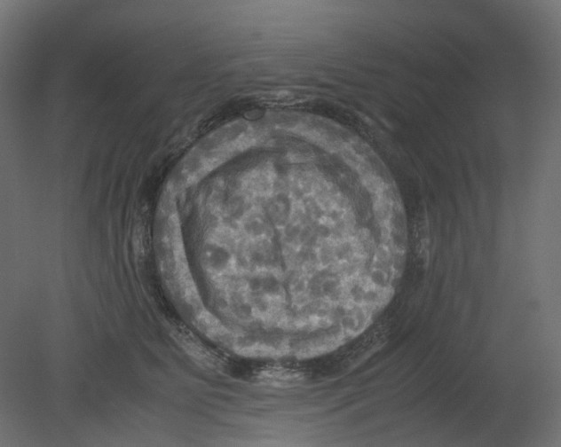 X0000080660515200701121610