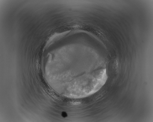 X0000080660651200701121607