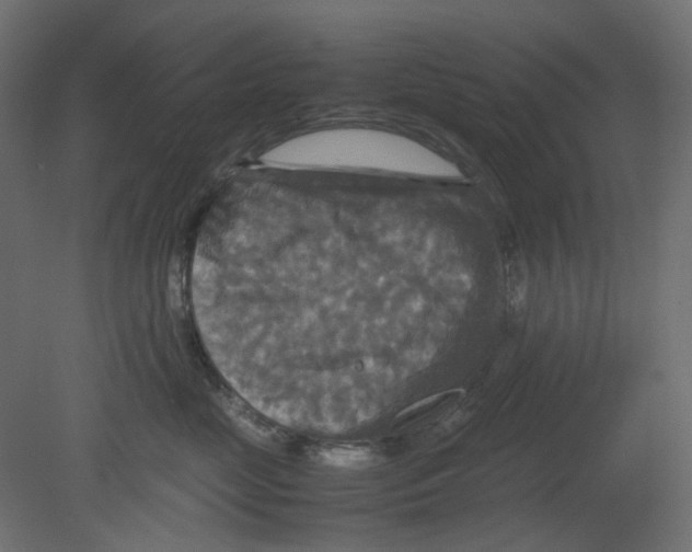 X0000080660669200701121608