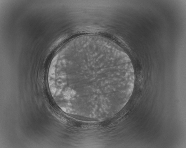 X0000080660679200701121607