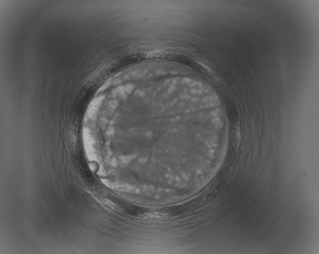 X0000080660691200701121607