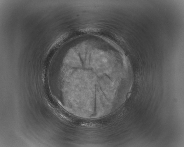 X0000080660735200701121606