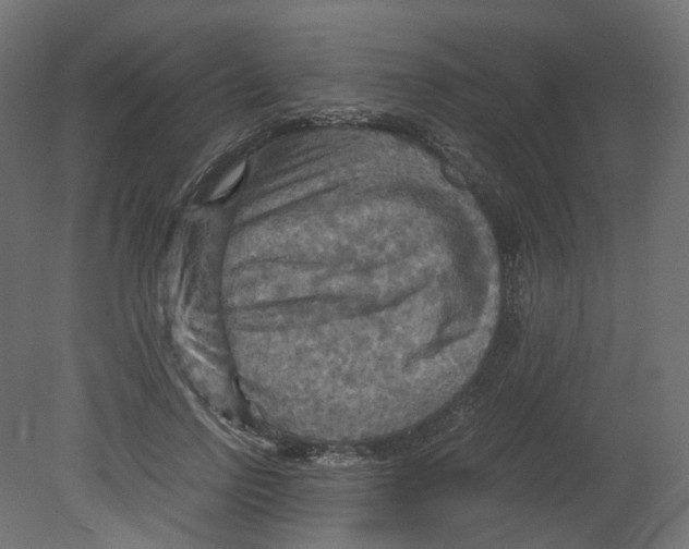 X0000080660742200701121606