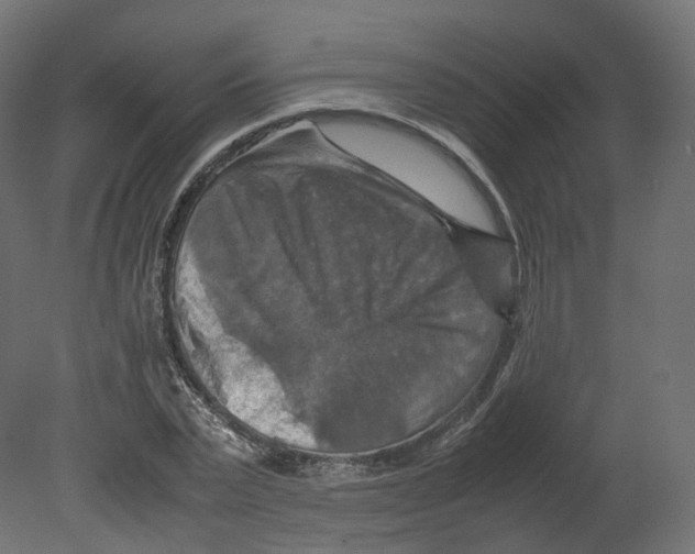 X0000080660783200701121605