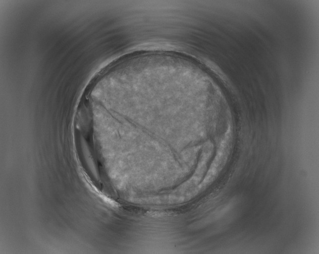 X0000080660840200701121604