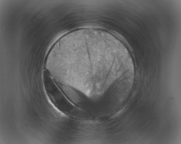 X0000080660855200701121604