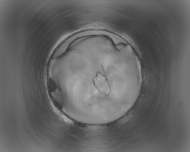 X0000080660950200701121603