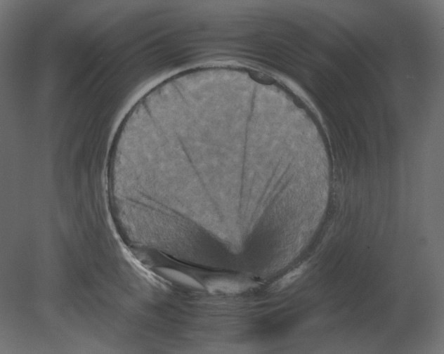 X0000080660951200701121603