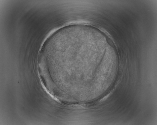 X0000080660989200701121602