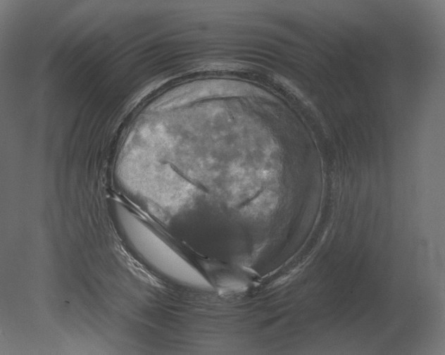 X0000080661025200701121601