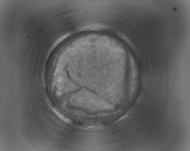 X0000080661026200701121601