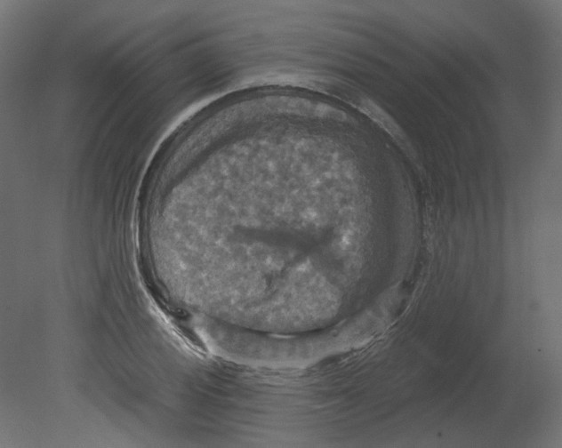 X0000080661028200701121601