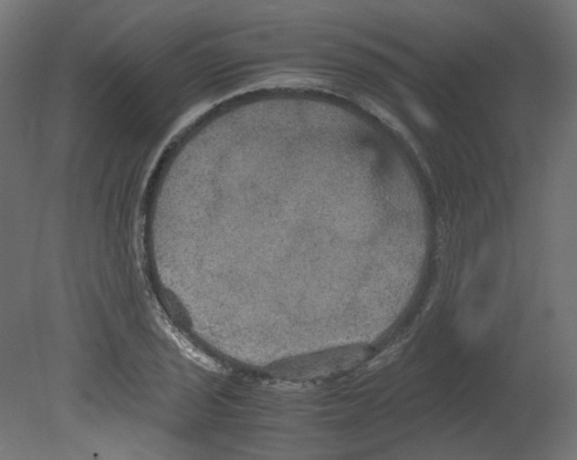 X0000080661029200701121601