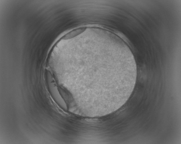 X0000080661052200701121601