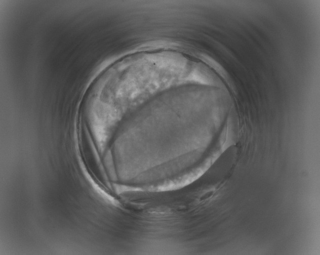 X0000080661055200701121601