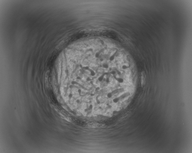 X0000080661059200701121600