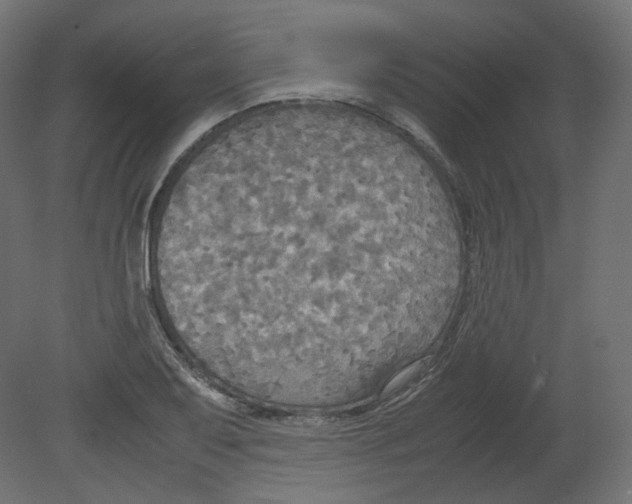 X0000080661079200701121600