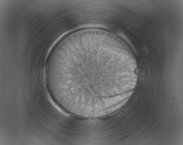 X0000080661092200701121600