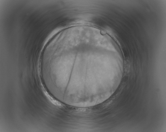 X0000080661098200701121600