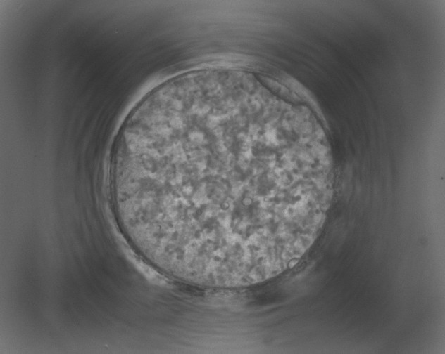 X0000080661099200701121600