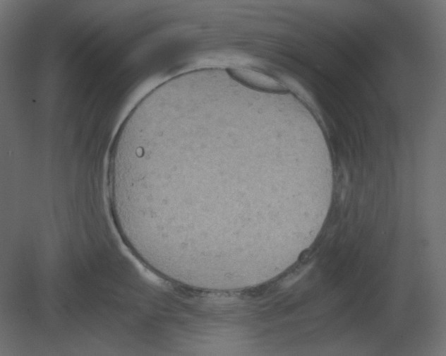 X0000080661103200701121600