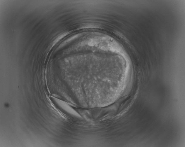 X0000080661121200701121559