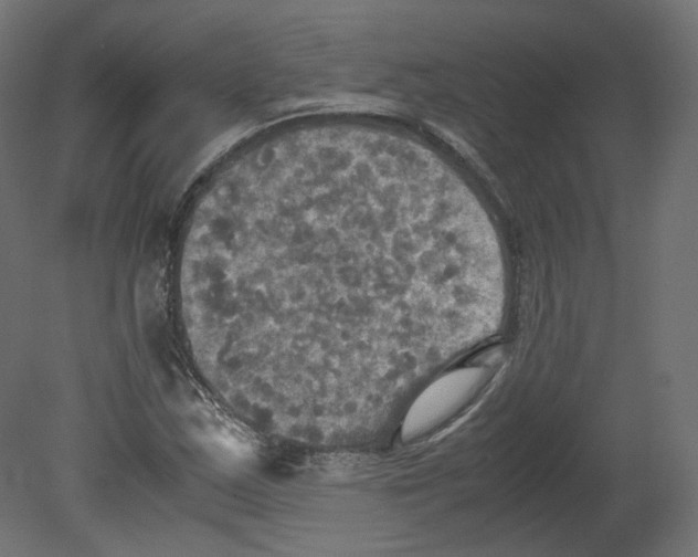 X0000080661163200701121559