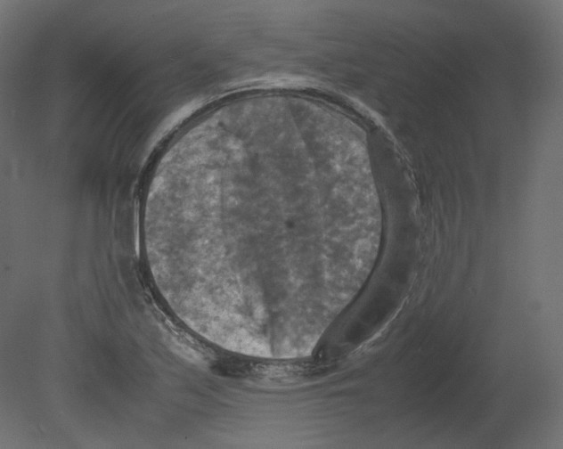 X0000080661171200701121559