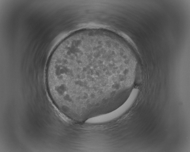 X0000080661183200701121558