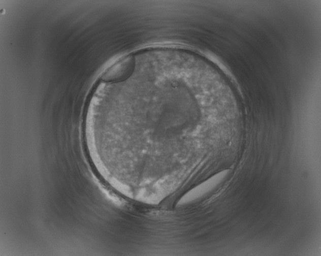 X0000080661237200701121558