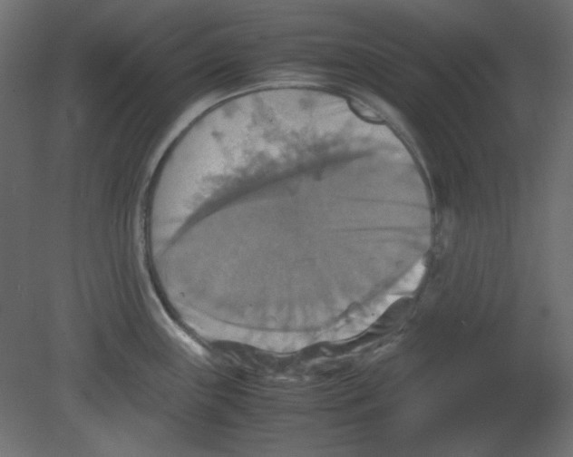 X0000080661243200701121558