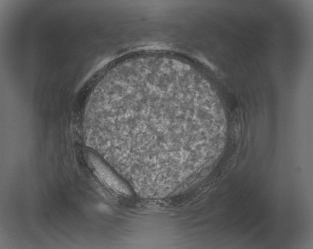 X0000080661255200701121557