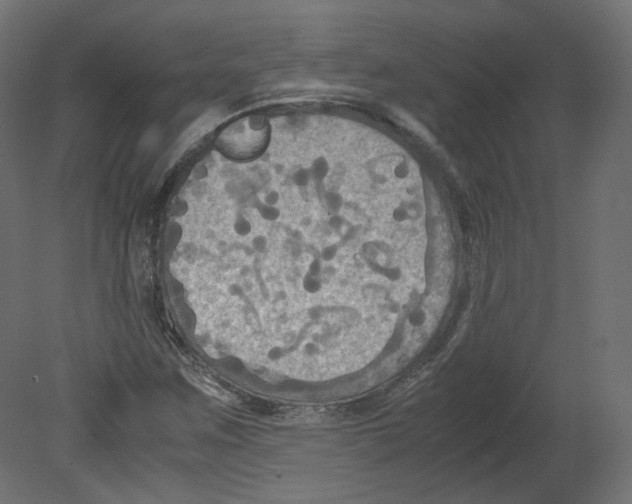 X0000080661259200701121557