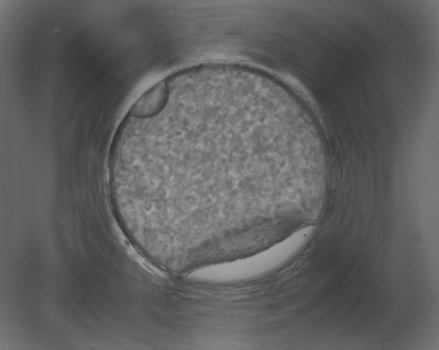 X0000080661287200701121557