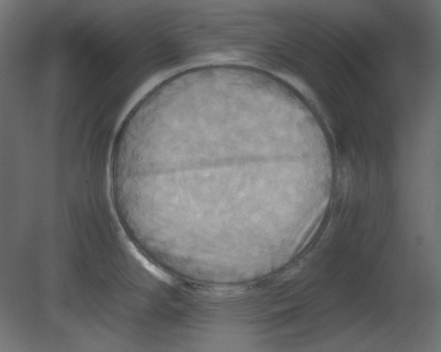 X0000080661294200701121556