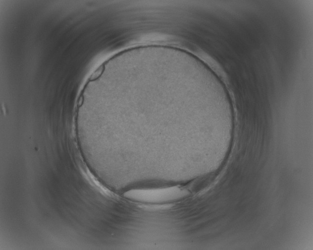 X0000080661296200701121556