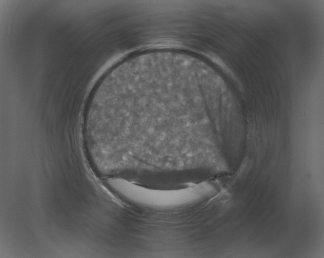 X0000080661325200701121556