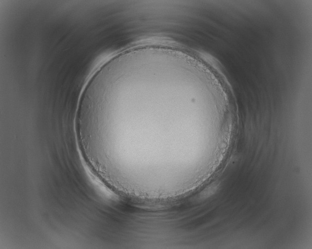 X0000080661338200701121556