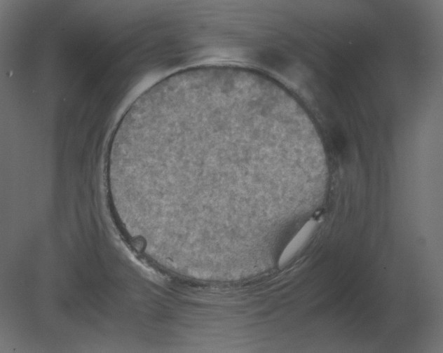 X0000080661375200701121555