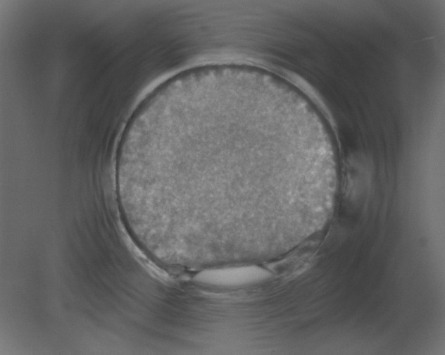 X0000080661388200701121555