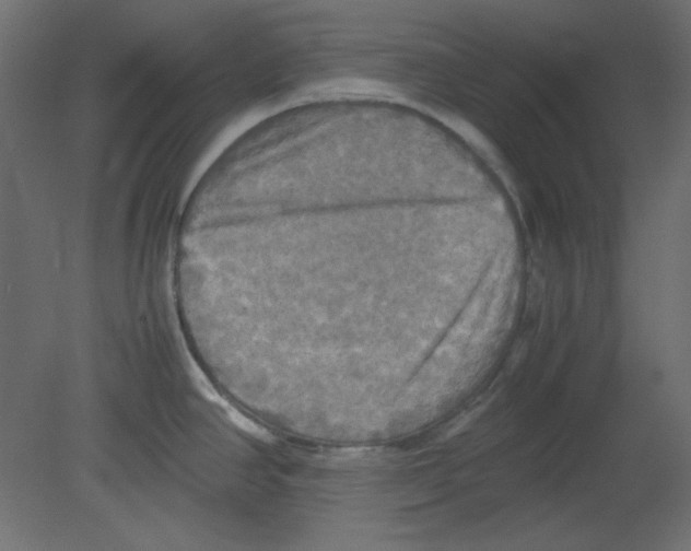 X0000080661390200701121555