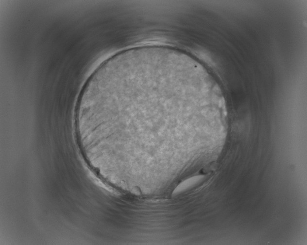 X0000080661423200701121554