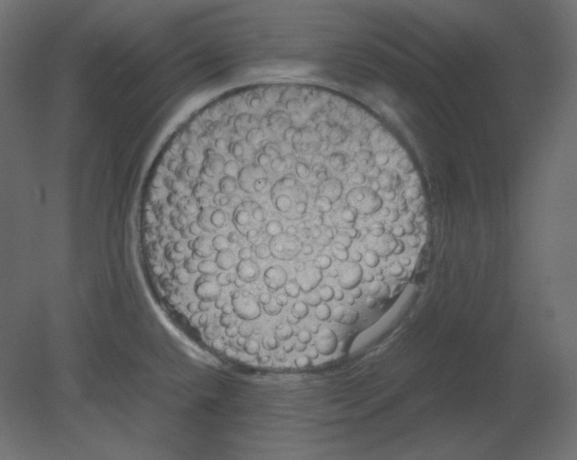 X0000080661432200701121555