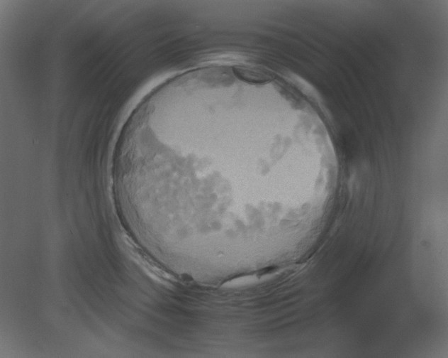 X0000080661435200701121555