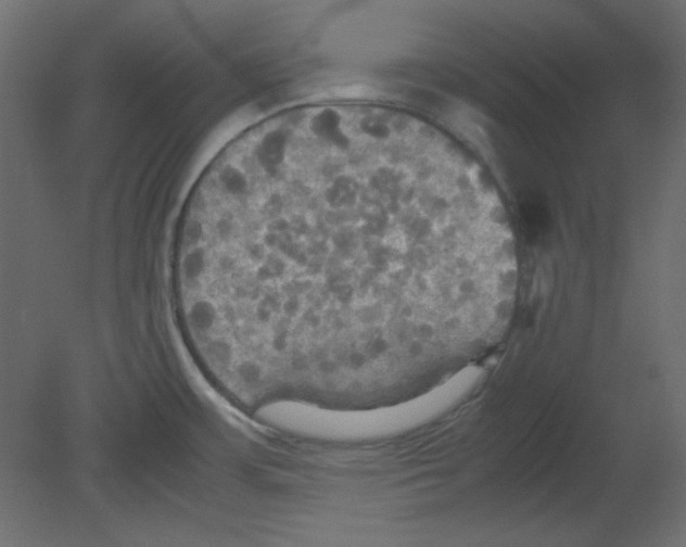 X0000080661483200701121553