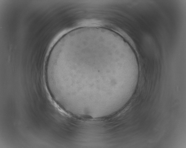 X0000080661488200701121553