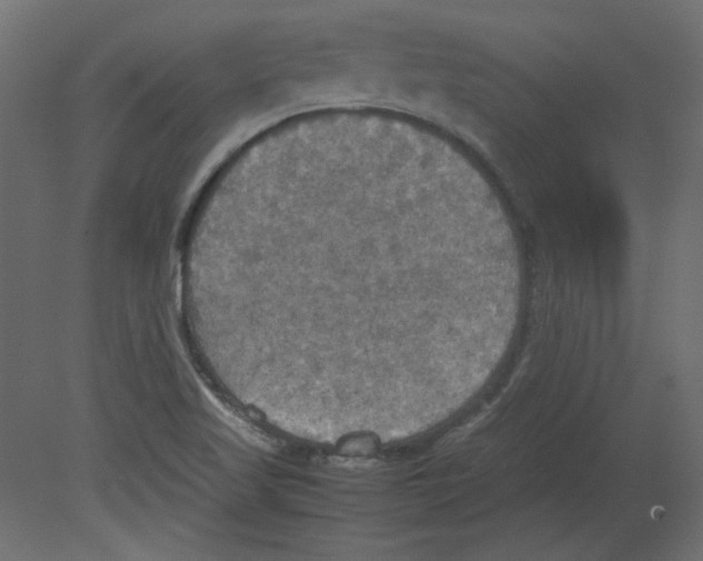 X0000080661509200701121553