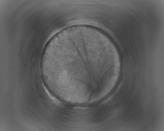 X0000080661513200701121553